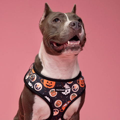 Dog Harness - Retro Halloween