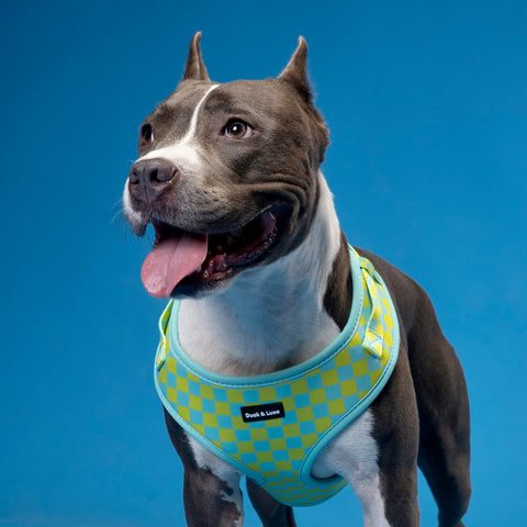 Dog Harness - Retro Checkerboard