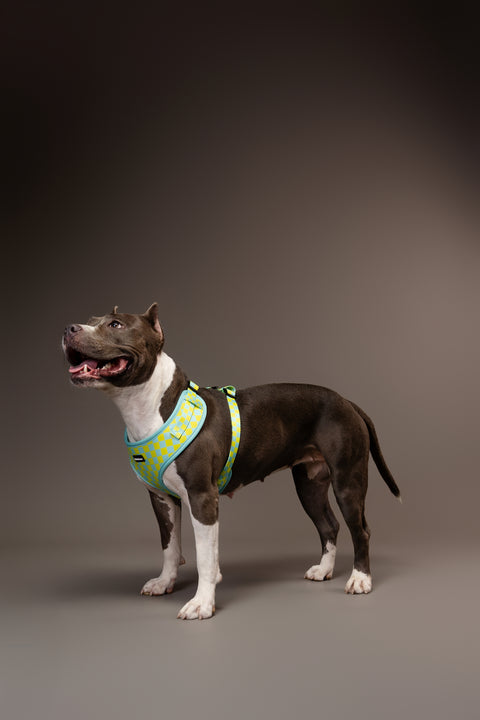 4 - Piece Bundle - Retro Lime Checkerboard