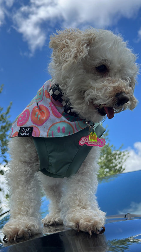 Dog Bandana, Double Sided Groovy Retro Checkered Daisy Smile Face Dog or Cat Bandanas, Over The Collar Soft Tie On Dog Bandana