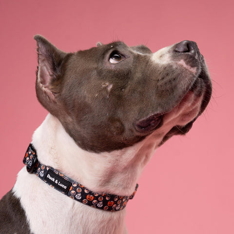 Adjustable Dog Collar - Retro Halloween