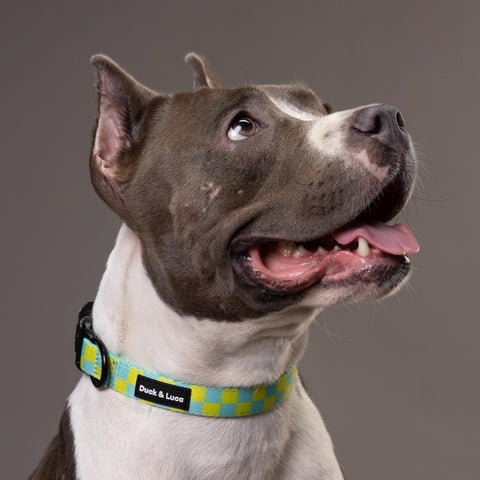 Adjustable Dog Collar - Retro Checkerboard