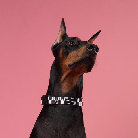 Adjustable Dog Collar - Checkerboard Pastel Stars