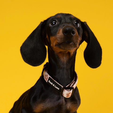 Adjustable Dog Collar - Brown Daisy