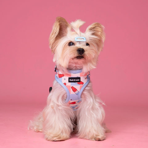 Adjustable Dog Harness - Fourth of July Popsicle