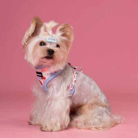 Adjustable Dog Harness - Fourth of July Popsicle