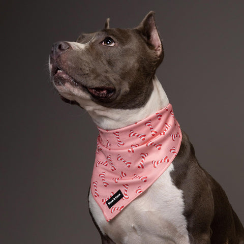 Dog Bandana - Christmas Bone Candy Cane, New puppy gift, Dog mom Gift, Over The Collar Soft Tie On Dog Bandana