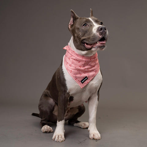 Dog Bandana - Christmas Bone Candy Cane, New puppy gift, Dog mom Gift, Over The Collar Soft Tie On Dog Bandana