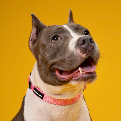 Adjustable Dog Collar - Groovy Pink Flower