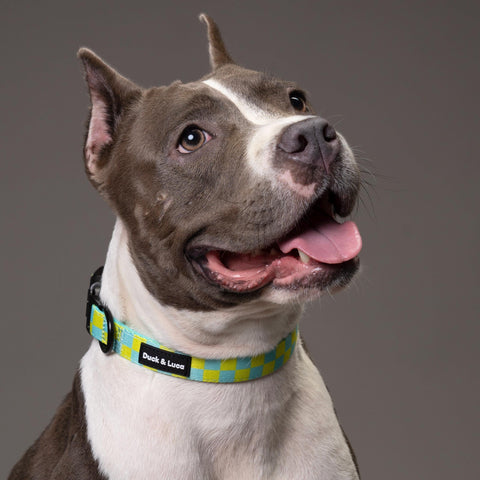 Adjustable Dog Collar - Retro Checkerboard