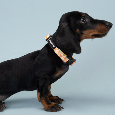 Adjustable Dog Collar - Orange and Daisy