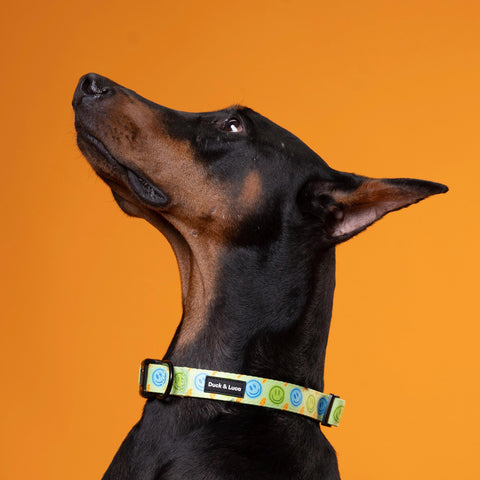 Adjustable Dog Collar - Neon Lime Happy Face