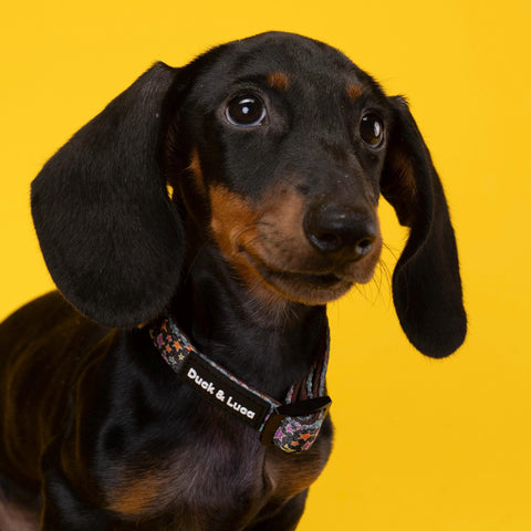 Adjustable Dog Collar - Funky Stars