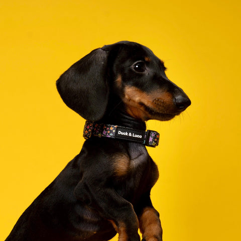 Adjustable Dog Collar - Funky Stars