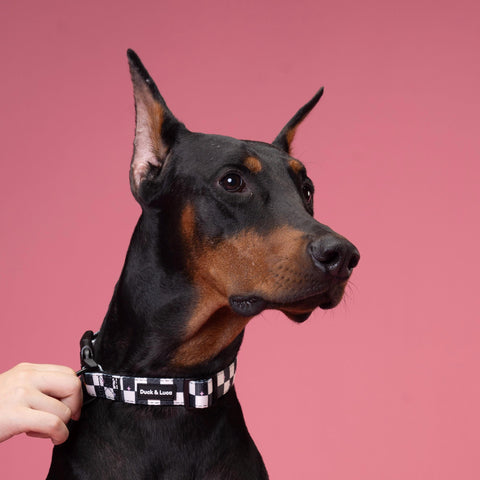 Adjustable Dog Collar - Checkerboard Pastel Stars