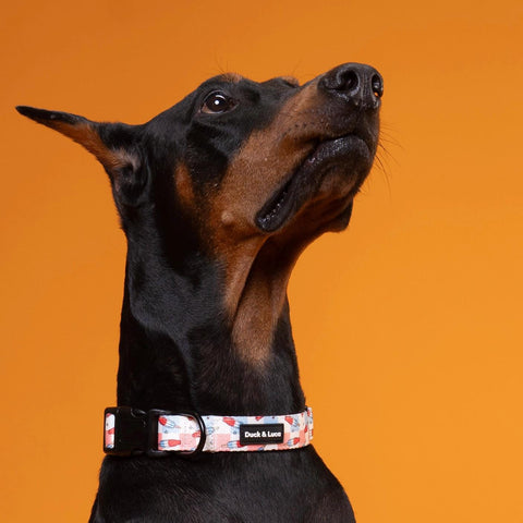 Adjustable Dog Collar - Fourth of July Popsicle