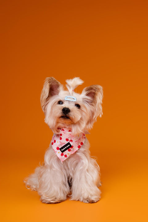 Dog Bandana - Cherry Bow, New puppy gift, Dog mom Gift, Over The Collar Soft Tie On Dog Bandana