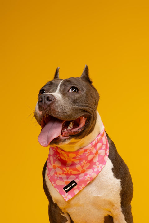 Dog Bandana - Groovy Pink Flower, New puppy gift, Dog mom Gift, Over The Collar Soft Tie On Dog Bandana