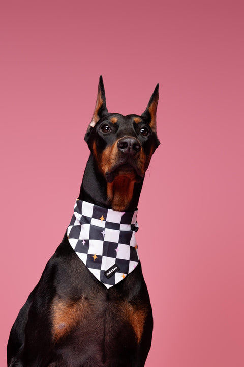 Dog Bandana - Checkerboard Pastel Stars, New puppy gift, Dog mom Gift, Over The Collar Soft Tie On Dog Bandana