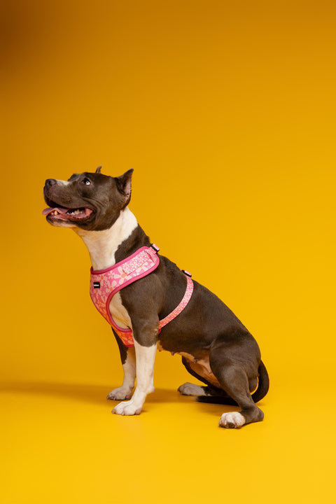 Adjustable Dog Harness - Groovy Pink Flower