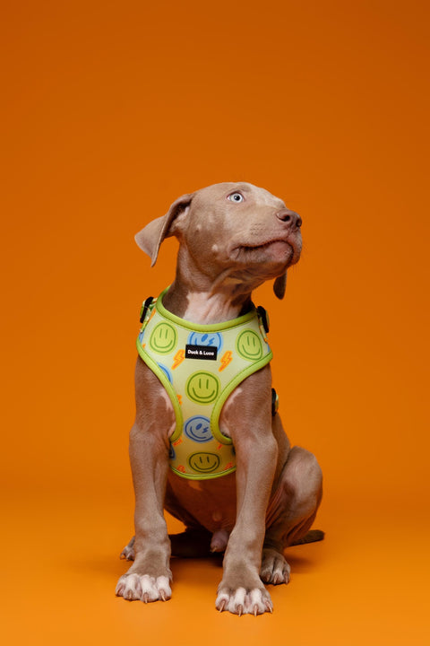 Adjustable Dog Harness - Neon Lime Happy Face
