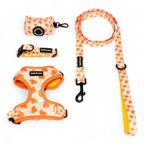 Orange and Daisy, 4-Piece Bundle set - Adjustable Dog Harness, Collar, Dog Poop Bag Holder and Leash