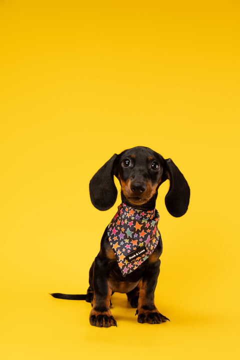 Dog Bandana - Funky Stars, New puppy gift, Dog mom Gift, Over The Collar Soft Tie On Dog Bandana