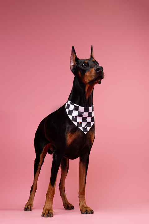 Dog Bandana - Checkerboard Pastel Stars, New puppy gift, Dog mom Gift, Over The Collar Soft Tie On Dog Bandana