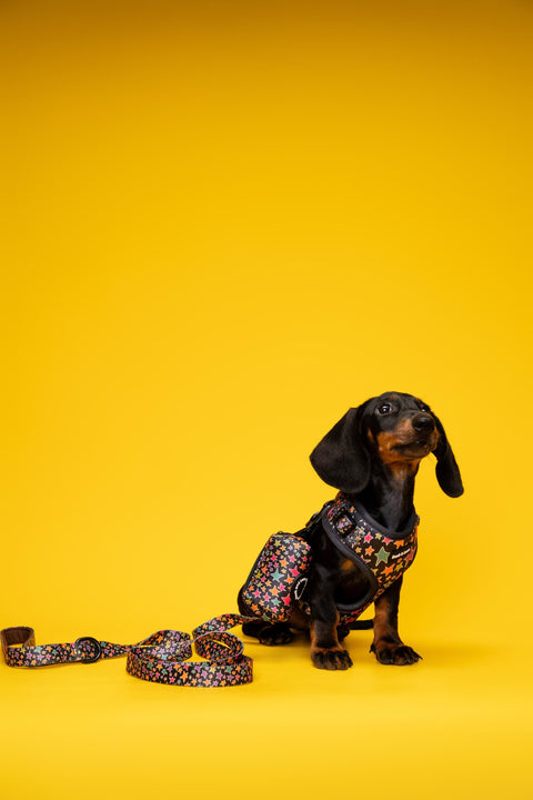 Adjustable Dog Harness - Funky Stars