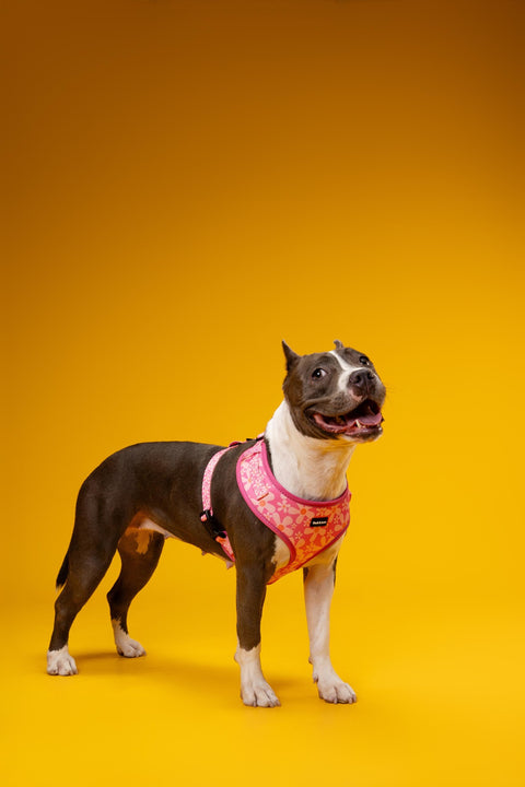 Adjustable Dog Harness - Groovy Pink Flower