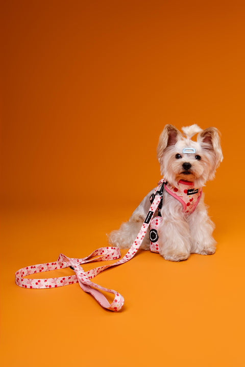 Adjustable Dog Harness - Cherry Bow