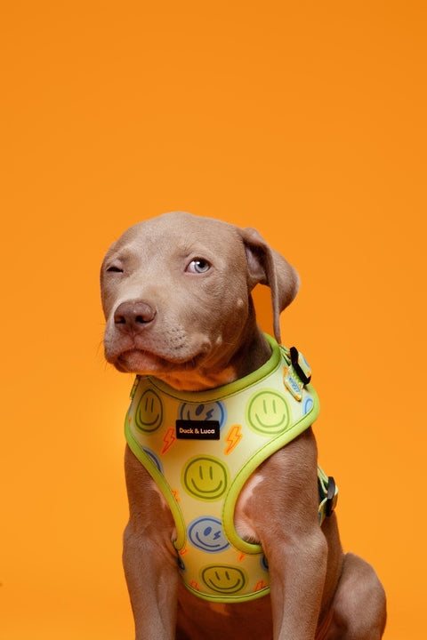 Adjustable Dog Harness - Neon Lime Happy Face
