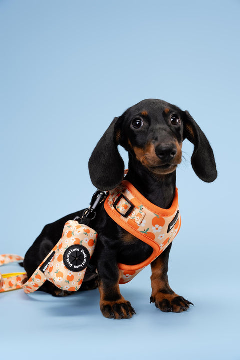 Adjustable Dog Harness - Orange and Daisy