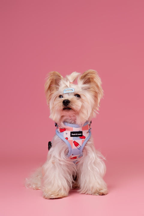Fourth of July Popsicle, 4-Piece Bundle set - Adjustable Dog Harness, Collar, Dog Poop Bag Holder and Leash