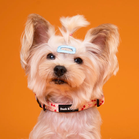 Dog Collar - Cherry Bow