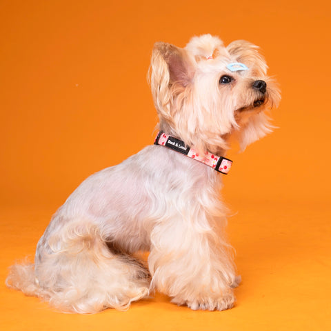 Dog Collar - Cherry Bow