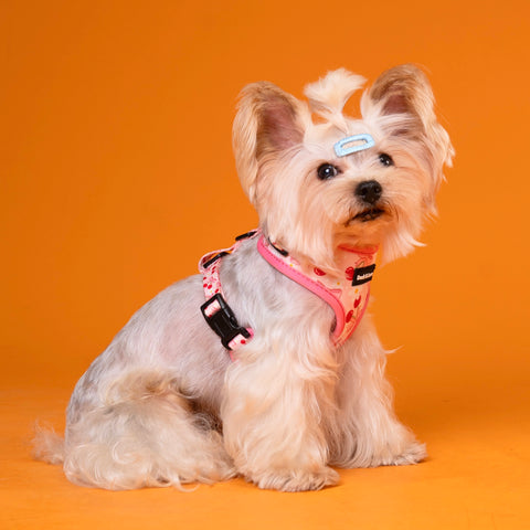 Dog Harness - Cherry Bow