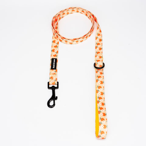 Leash - Orange and Daisy