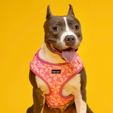 Dog Harness - Groovy Pink Flower