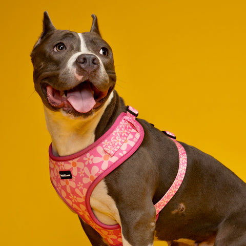 Dog Harness - Groovy Pink Flower