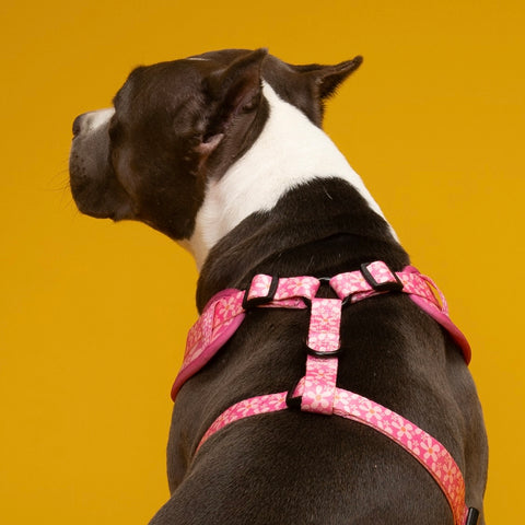 Dog Harness - Groovy Pink Flower