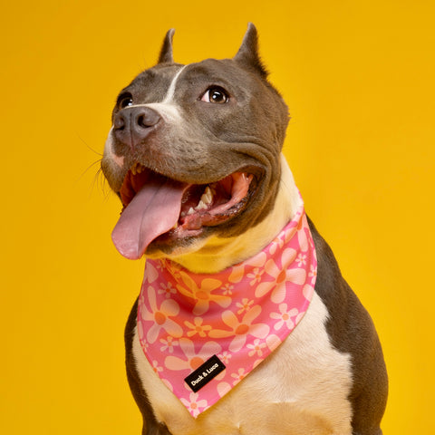 Dog Bandana - Groovy Pink Flower