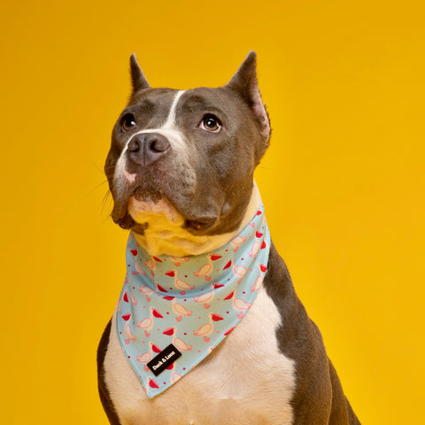 Dog Bandana - Blue Pelican