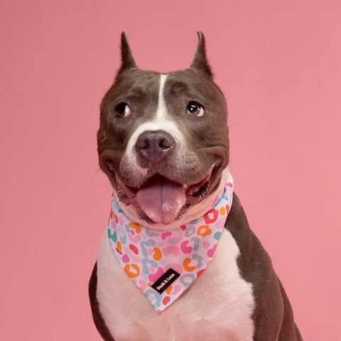 Dog Bandana - Colorful Cheetah