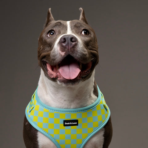 Dog Harness - Retro Checkerboard