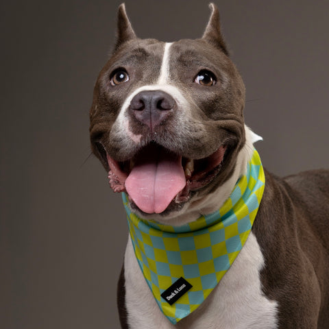 Dog Bandana - Retro Checkerboard