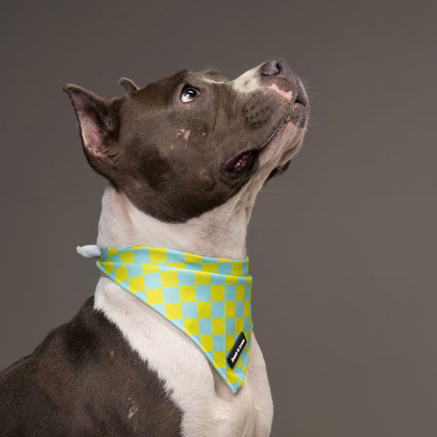 Dog Bandana - Retro Checkerboard