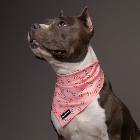 Dog Bandana - Christmas Bone Candy Cane