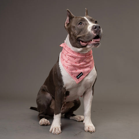 Dog Bandana - Christmas Bone Candy Cane