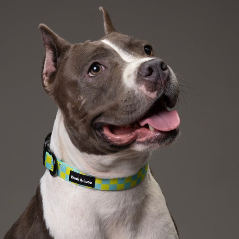 Dog Collar - Retro Checkerboard